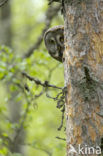 Great Grey Owl (Strix nebulosa)