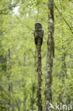 Great Grey Owl (Strix nebulosa)