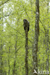 Great Grey Owl (Strix nebulosa)