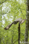 Great Grey Owl (Strix nebulosa)