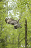 Great Grey Owl (Strix nebulosa)