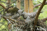 Great Grey Owl (Strix nebulosa)