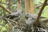 Great Grey Owl (Strix nebulosa)