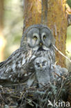 Great Grey Owl (Strix nebulosa)