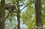 Great Grey Owl (Strix nebulosa)