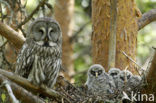 Great Grey Owl (Strix nebulosa)