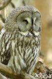 Great Grey Owl (Strix nebulosa)