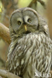 Great Grey Owl (Strix nebulosa)