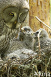 Laplanduil (Strix nebulosa)