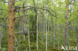 Great Grey Owl (Strix nebulosa)