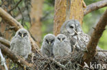 Great Grey Owl (Strix nebulosa)