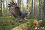 Great Grey Owl (Strix nebulosa)