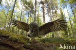 Great Grey Owl (Strix nebulosa)