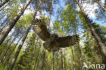 Great Grey Owl (Strix nebulosa)