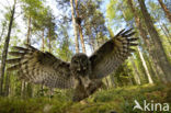 Great Grey Owl (Strix nebulosa)