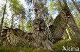 Great Grey Owl (Strix nebulosa)