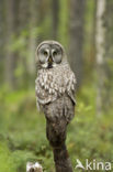 Great Grey Owl (Strix nebulosa)