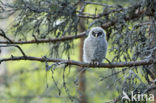 Great Grey Owl (Strix nebulosa)