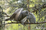 Great Grey Owl (Strix nebulosa)