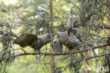 Great Grey Owl (Strix nebulosa)