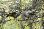 Great Grey Owl (Strix nebulosa)