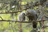 Laplanduil (Strix nebulosa)