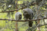 Laplanduil (Strix nebulosa)