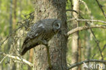 Great Grey Owl (Strix nebulosa)