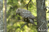 Great Grey Owl (Strix nebulosa)