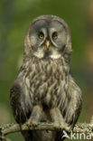 Great Grey Owl (Strix nebulosa)