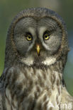 Great Grey Owl (Strix nebulosa)