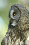 Great Grey Owl (Strix nebulosa)