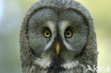 Great Grey Owl (Strix nebulosa)