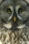 Great Grey Owl (Strix nebulosa)