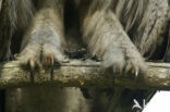 Great Grey Owl (Strix nebulosa)