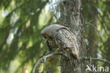 Great Grey Owl (Strix nebulosa)