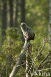 Great Grey Owl (Strix nebulosa)