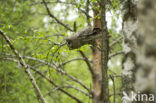 Great Grey Owl (Strix nebulosa)