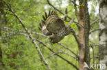 Great Grey Owl (Strix nebulosa)