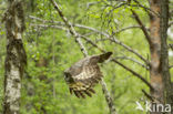 Great Grey Owl (Strix nebulosa)