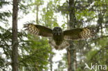 Laplanduil (Strix nebulosa)