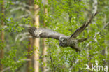 Great Grey Owl (Strix nebulosa)