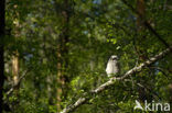 Great Grey Owl (Strix nebulosa)