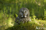 Laplanduil (Strix nebulosa)