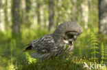 Laplanduil (Strix nebulosa)