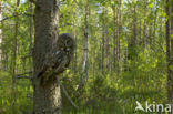 Laplanduil (Strix nebulosa)