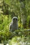 Laplanduil (Strix nebulosa)