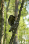 Laplanduil (Strix nebulosa)