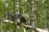 Laplanduil (Strix nebulosa)