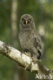 Laplanduil (Strix nebulosa)